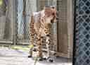 動物図鑑・チーター 10